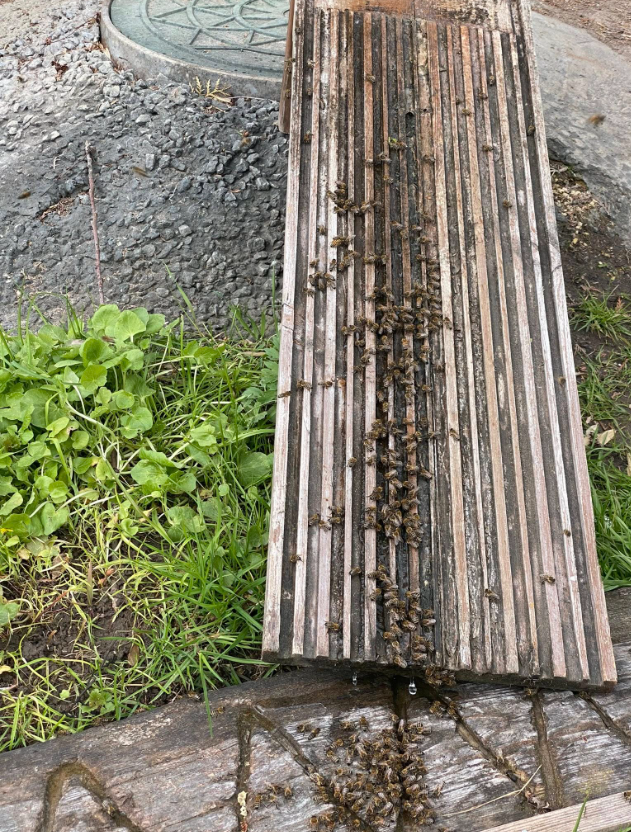 clipboard image 773305ab